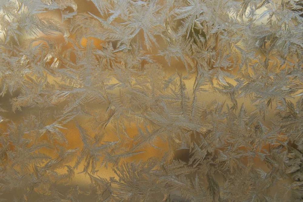 USA, Colorado Frost on window pane